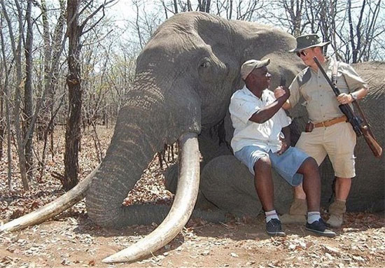 شکارچی بزرگترین فیل50 سال اخیر آفریقا!+تصاویر