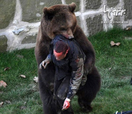 حمله وحشیانه خرس به یک مرد سوئیسی +عکس