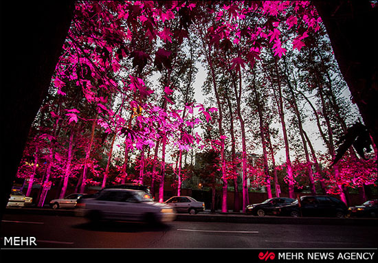نورپردازی درختان خیابان ولیعصر(عج)