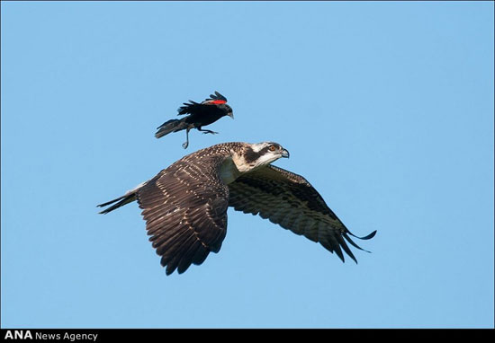 عکس‌های برتر مسابقه عکاسی Audubon در بخش پرندگان