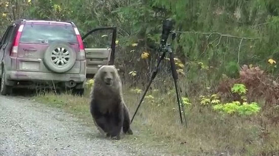 (تصاویر) خرس کنجکاو و دوربین عکاسی