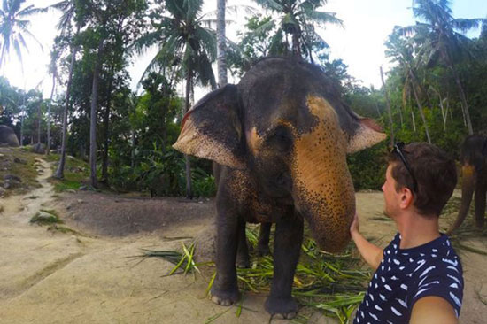سلفی فیل با مسافران +عکسها