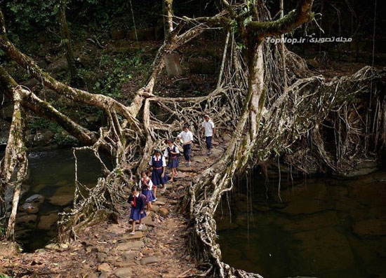 پلی از ریشه درختان زنده در هند +عکس
