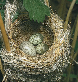تخم,تخم پرندگان,علت تخمگذار بودن پرندگان