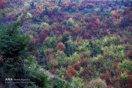 عکس: طبیعت پاییزی جنگل‌های هزار خال گیلان