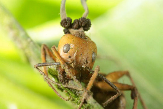 موجودات عجیب: مورچه زامبی و قارچی که کنترل ذهن آن را در دست می گیرد