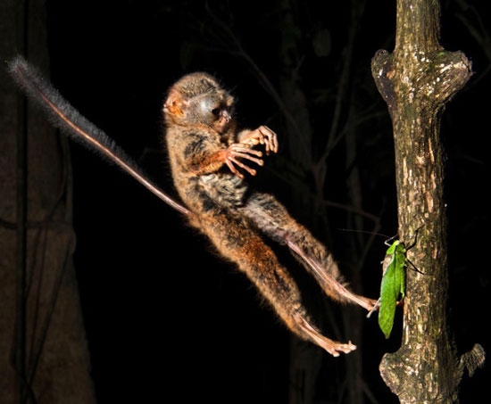 موجودات عجیب: تنها میمون صرفا گوشت خوار دنیا با چشمانی تیزبین