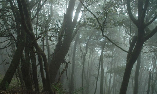 زیباترین جنگل های ابر دنیا (+عکس)