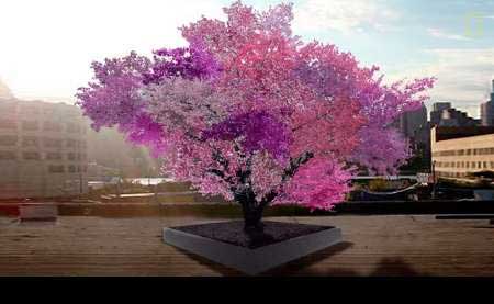 درخت 40 میوه به شکوفه نشست