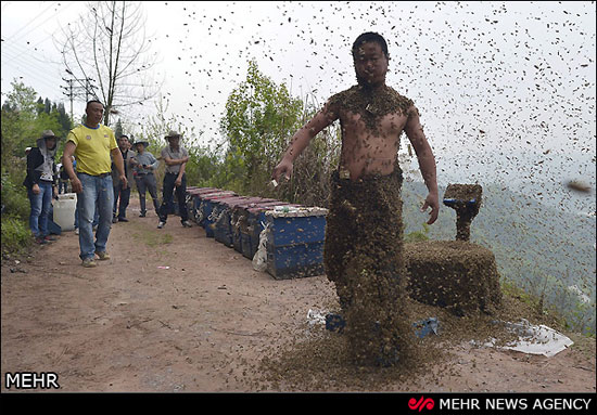 نشستن 460 هزار زنبور بر بدن زنبوردار چینی‎