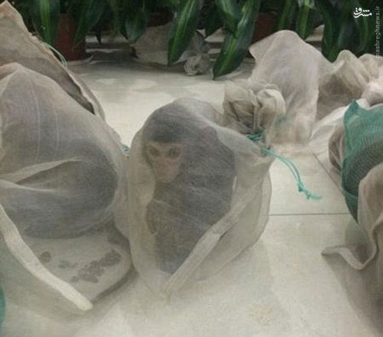 عکس/ قاچاق میمون برای قصابی‌ها