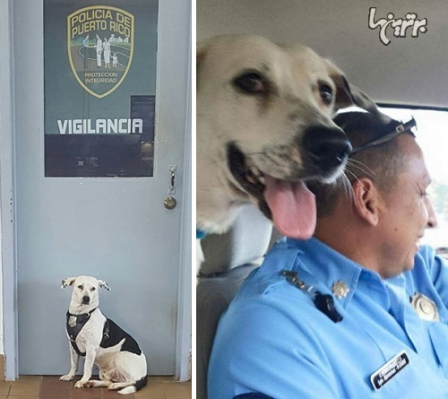 سگ ولگرد به دنبال کار در ایستگاه پلیس!