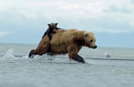 (تصاویر) سواری کردن توله خرس بر پشت مادر