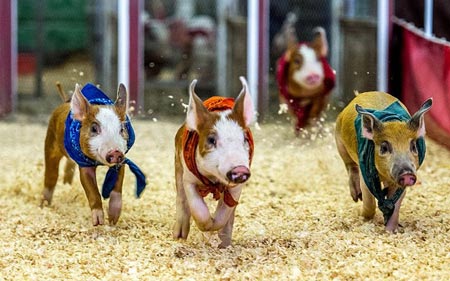 مسابقه دو خوک ها در کالیفرنیا 