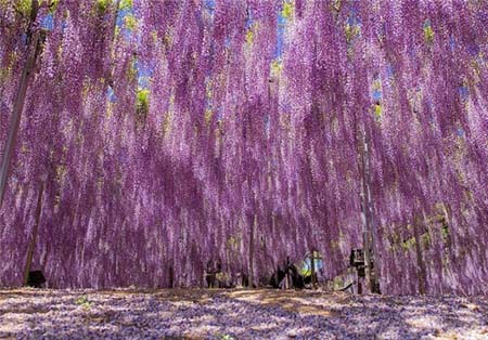 اخبار , اخبار گوناگون,گنج شگفت‌انگیز و رنگارنگ در ژاپن,گیاهی زیبا در پارک آشیکاگا