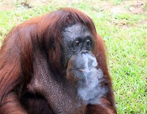 اورانگوتان سیگاری مجبور به ترك شد