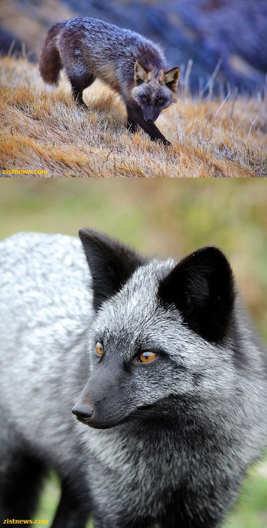 زیباترین گونه های روباه در جهان