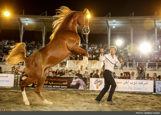 جشنواره زیبایی اسب‌های اصیل در تهران
