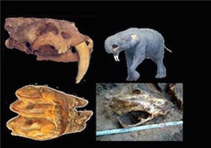 بازگشت فسیل‌ های 7 میلیون ساله به ایران