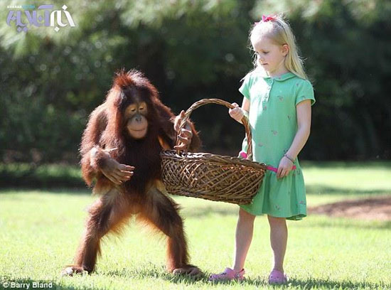 تصاویر جالب از دوستی دختر بچه با اورانگوتان
