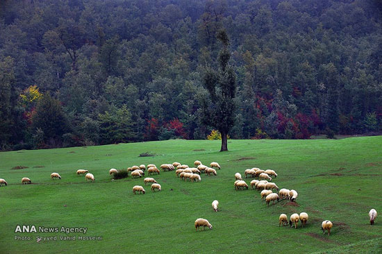 عکس: طبیعت پاییزی جنگل‌های هزار خال گیلان