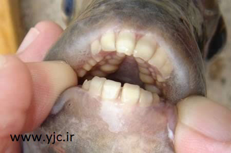 متفاوت‌ ترین دندان‌ها میان حیوانات +عکس