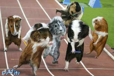 شرکت کنندگان المپیک عجیب خوکچه های هندی  