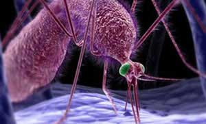 دانشمندان، منشا ورود عامل مالاریا به سلول های خون را كشف كردند