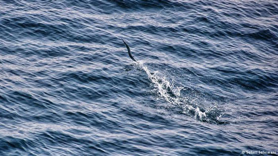 ماهی‌های پرنده در خلیج‌ فارس