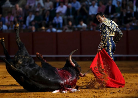 مرگ به وقت غروب؛ تصاویری از مسابقات گاوبازی در اسپانیا