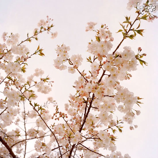 شکوفه های گیلاس در نیویورک