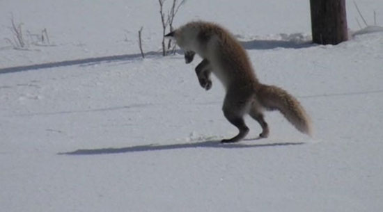 روباه گرسنه در حال شکار موش