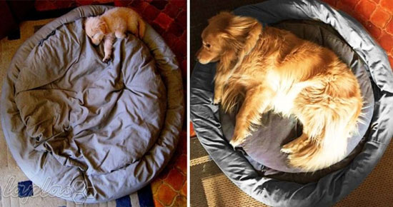 تصاویر جالب قبل و بعد نگهداری سگ های خانگی!