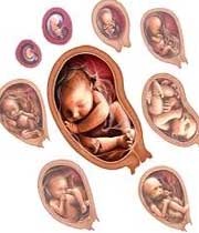 رشد جنین,کاهش رشد جنین,سرعت رشد جنین,کاهش رشد جنین در بارداری