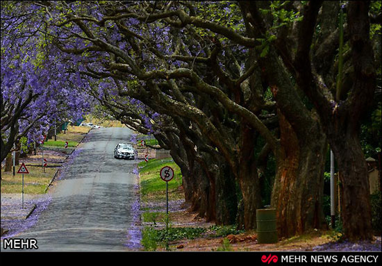 شکوفه دهی درختان جاکاراندا در پرتوریا