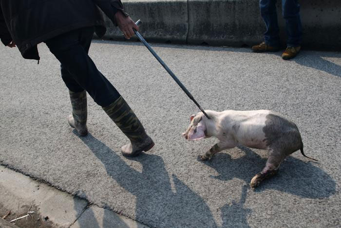 تصاویر: کشف عجیب 2800 لاشه خوک!