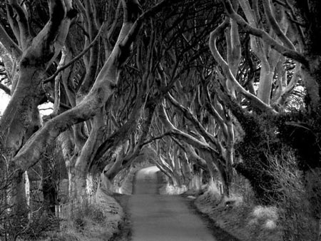 تونل درختی,تونلی از جنس درخت در ایرلند,عجایب طبیعت