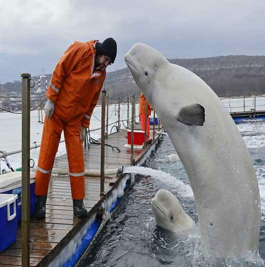 ۱۰ عکس از زیباترین نهنگ دنیا