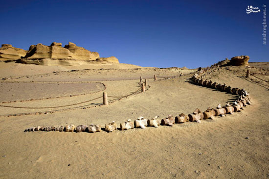 عکس/ افتتاح موزه دایناسورها در مصر