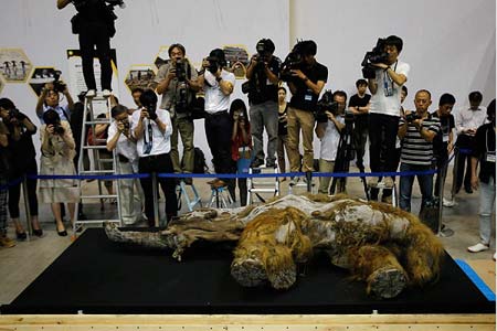 نمایش ماموت 39 هزار ساله در یوکوهاما، ژاپن