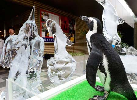 نمایش مجسمه های یخی پنگوئن در آکواریوم توکیو