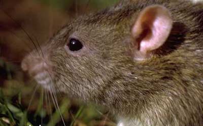    دشمنان موش,موش,انواع موش,نژاد موشها ,موشهای آزمایشگاهی