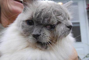 ثبت نام پیرترین گربه دوسر جهان در گینس