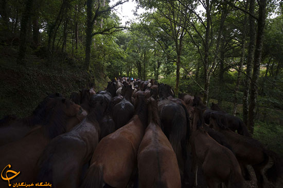 مراسم سنتی 400ساله اسب های وحشی در اسپانیا