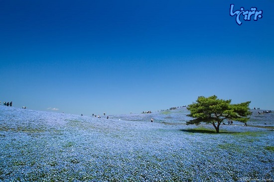 ساحل هیتاچی ژاپن پر از شکوفه های آبی شد!