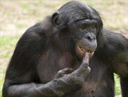 میمون,تفاوت اندک ژنتیک شمپانزه با انسان