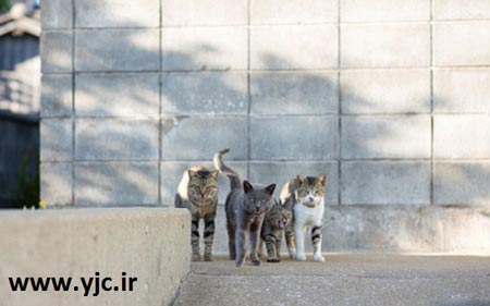 گربه,بهشت گربه ها,جزیره تاشیروجیما بهشت گربه ها