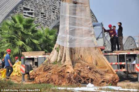 دزدیدن درخت , درخت گردوی 300 ساله , اخبار گوناگون