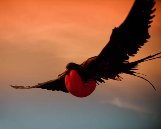 10 پرنده تیز پرواز جهان را بشناسید +عکس
