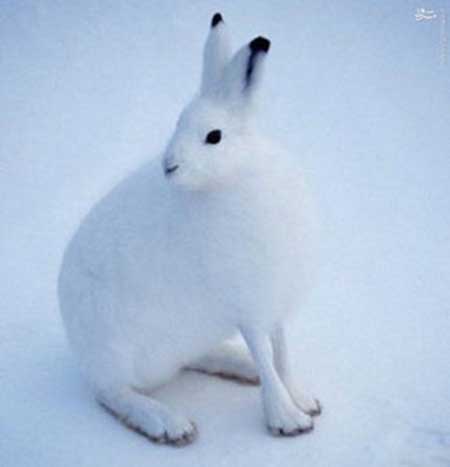 تصاویر خرگوش قطبی